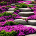 Exploring Popular Groundcovers for Ornamental Gardening
