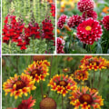 Exploring Popular Annuals for Ornamental Gardening