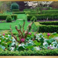 Creating Harmony in Your Ornamental Garden: Tips and Techniques