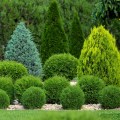Exploring Popular Shrubs for Ornamental Gardening
