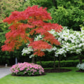 Exploring Popular Trees for Ornamental Gardening