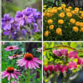 Exploring Popular Perennials for Ornamental Gardening
