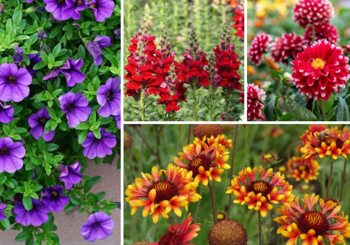 Exploring Popular Annuals for Ornamental Gardening