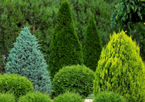 Exploring Popular Shrubs for Ornamental Gardening