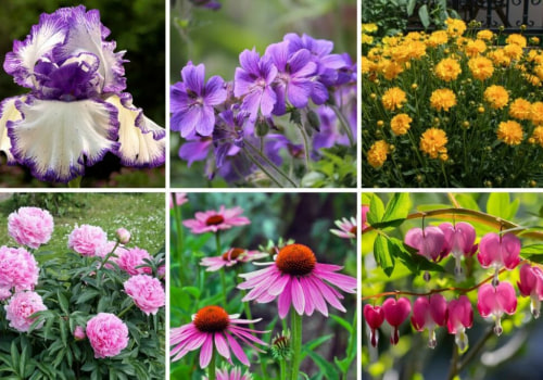 Exploring Popular Perennials for Ornamental Gardening